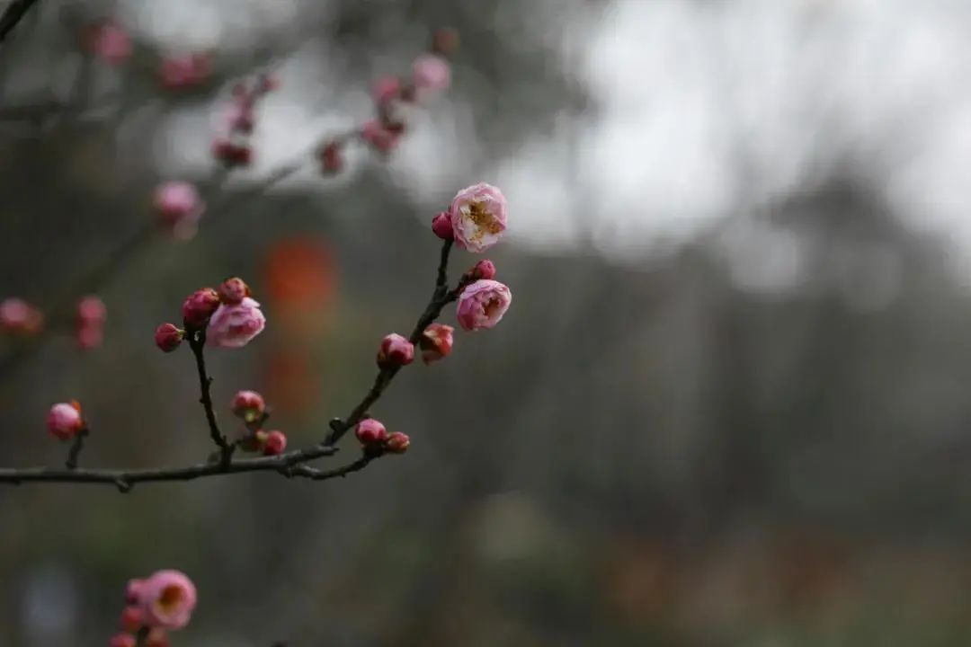 赏梅攻略！一起邂逅“梅”好时光！