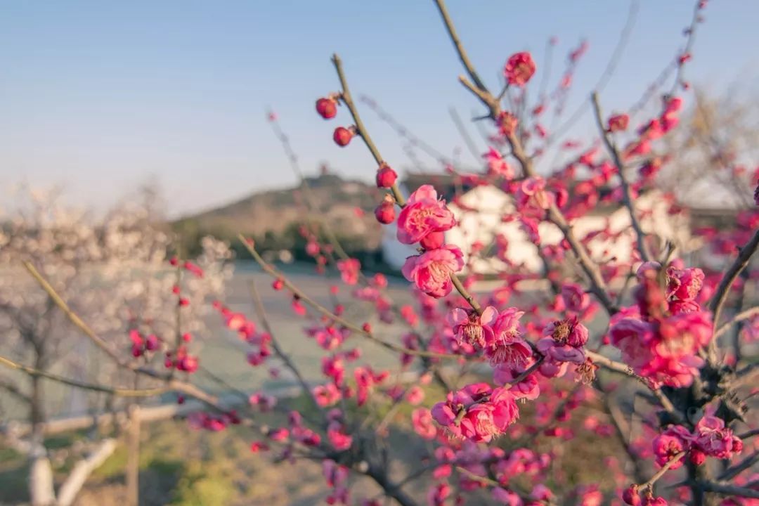 行走在春天里的一日游路线，看完就出发！