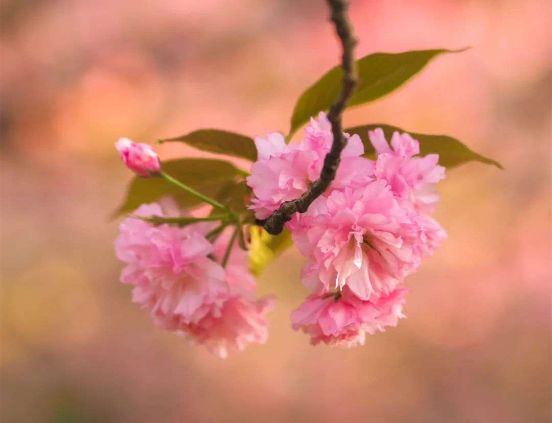 春暖花开，一起去看“花花世界”！