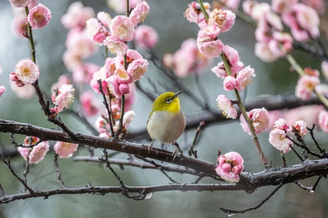 春暖花开，一起去看“花花世界”！