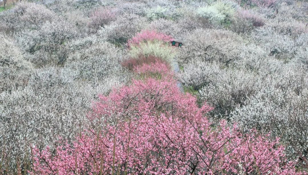 春暖花开，一起去看“花花世界”！