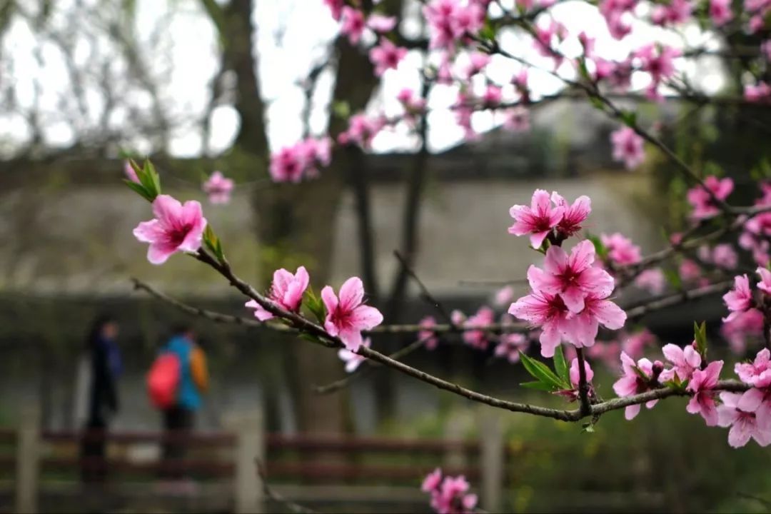 春暖花开，一起去看“花花世界”！