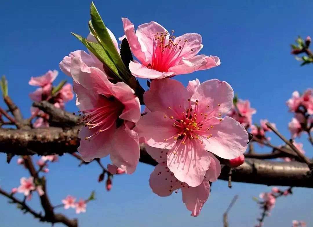 春暖花开，一起去看“花花世界”！