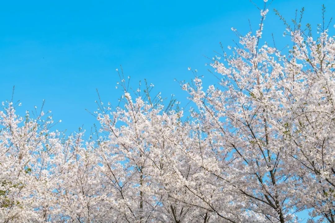 春暖花开，一起去看“花花世界”！