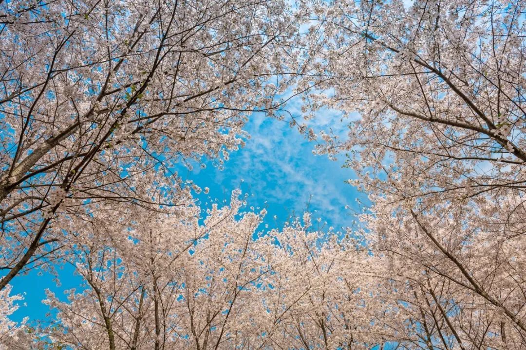 春暖花开，一起去看“花花世界”！