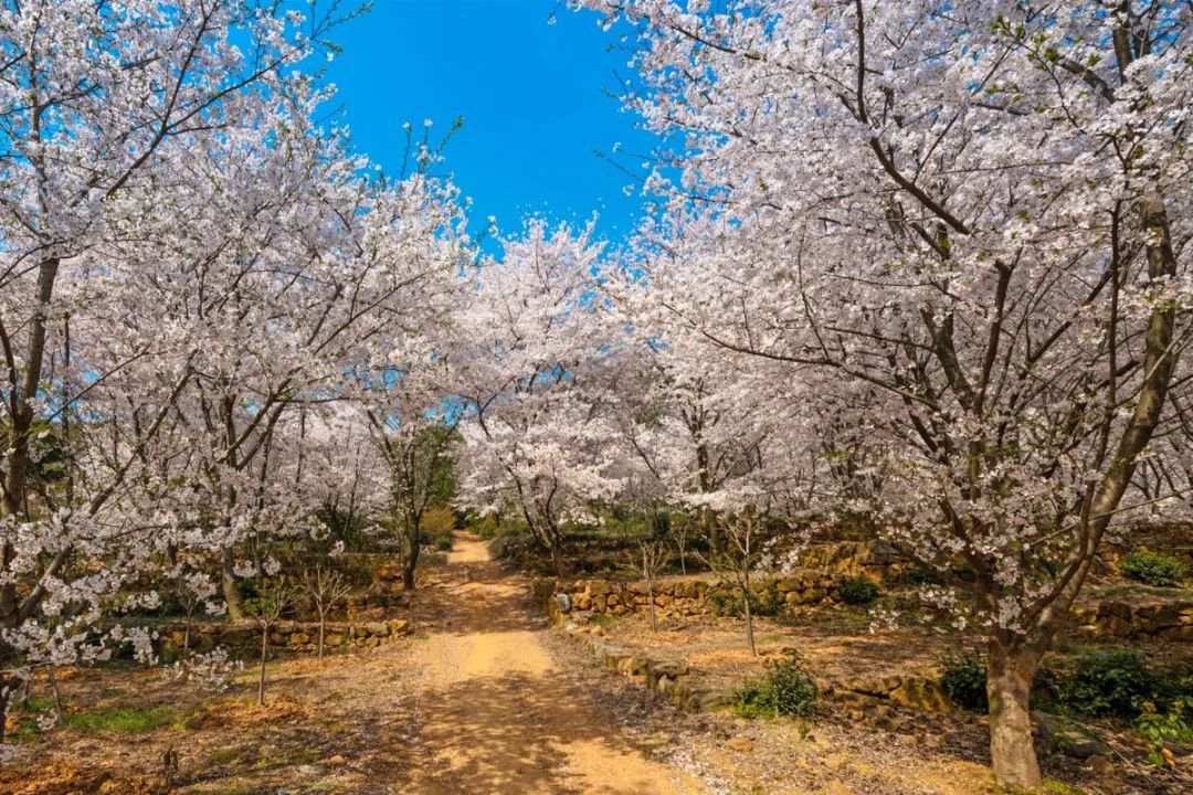 春暖花开，一起去看“花花世界”！