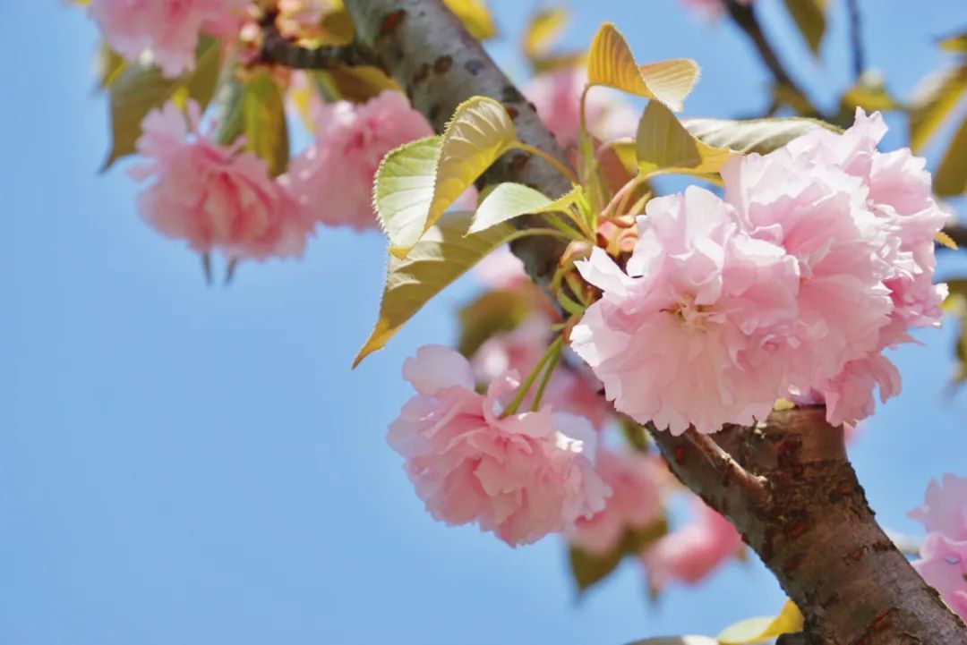 春暖花开，一起去看“花花世界”！