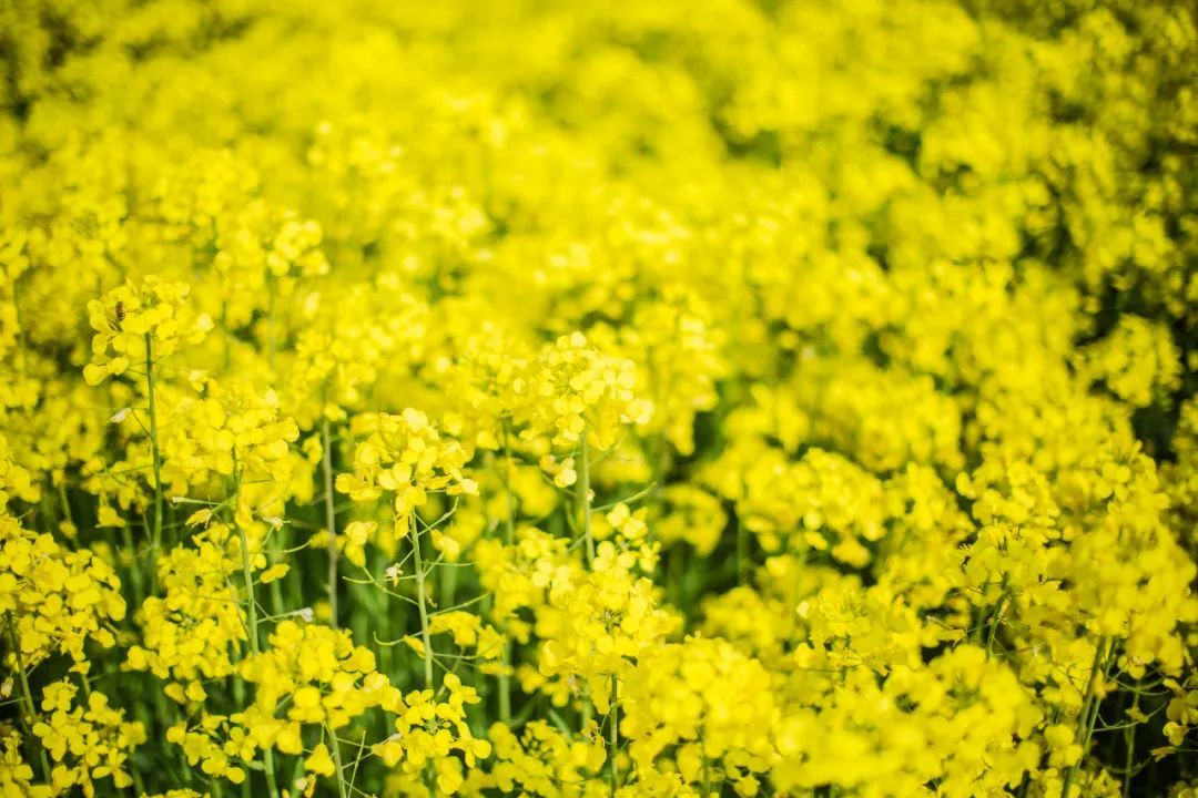 春暖花开，一起去看“花花世界”！