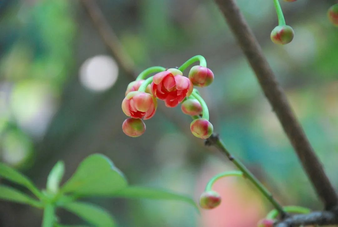 春暖花开，一起去看“花花世界”！