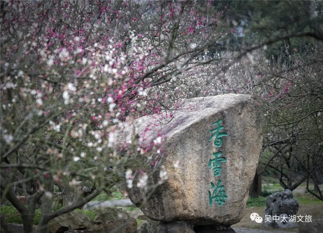 抓住赏梅的小尾巴，来一次穿越之旅！