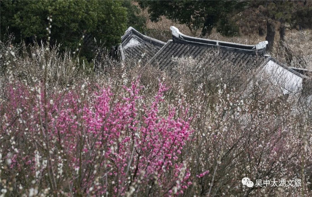 抓住赏梅的小尾巴，来一次穿越之旅！