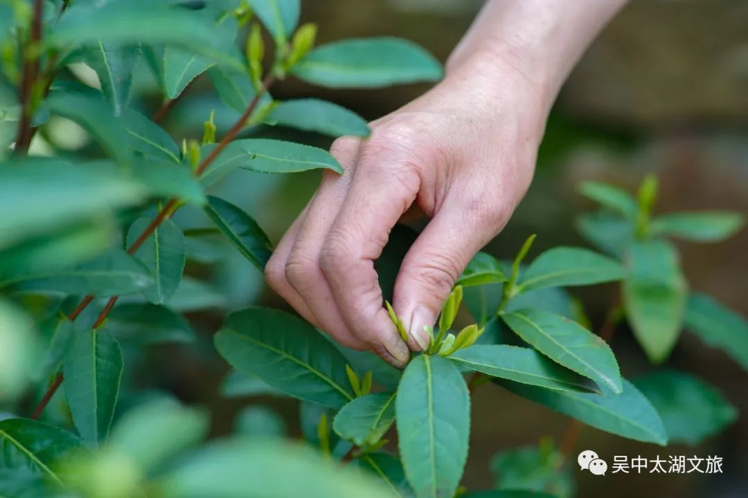 又是一年好春色，来饮江南“第一口鲜”！