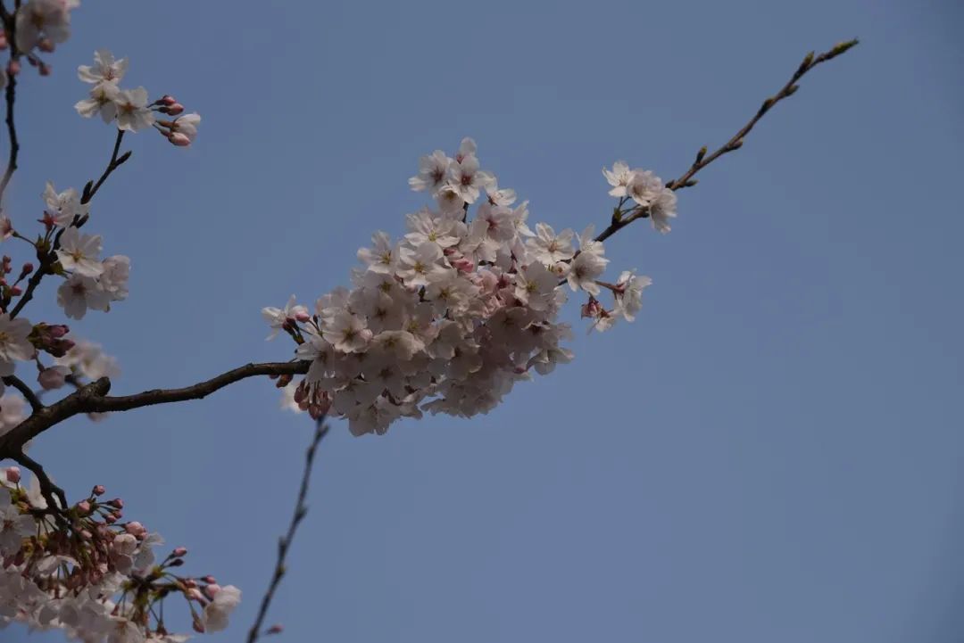 人间已是芳菲天，去光福，邂逅一场花事