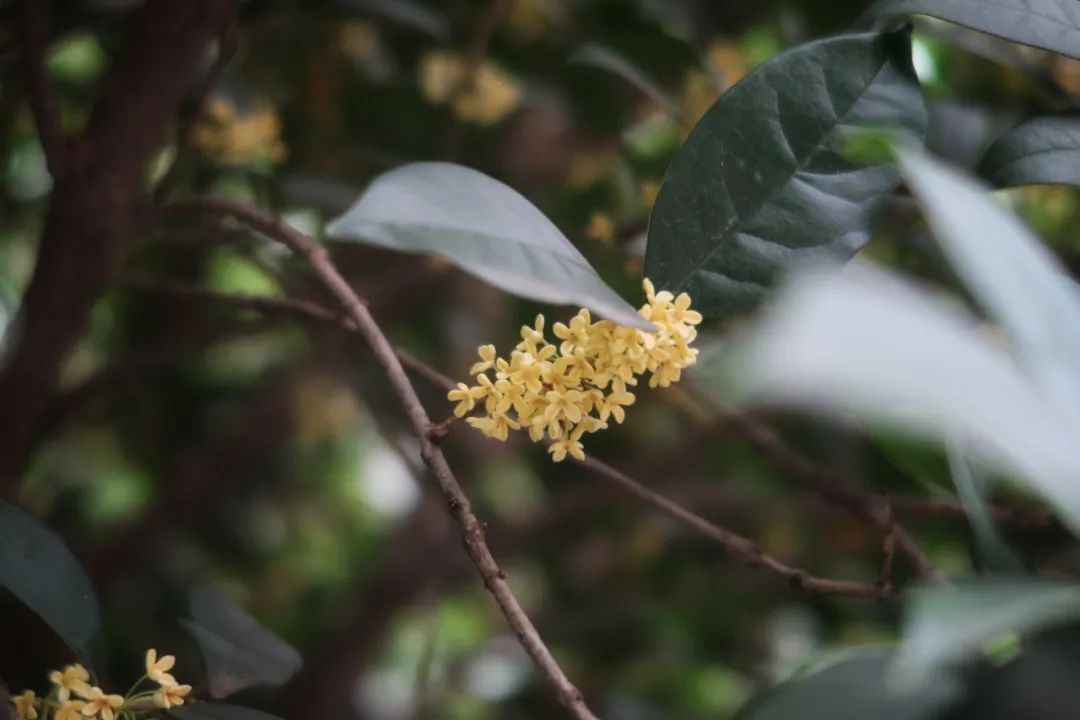 一夜秋凉，风里有了桂花的味道