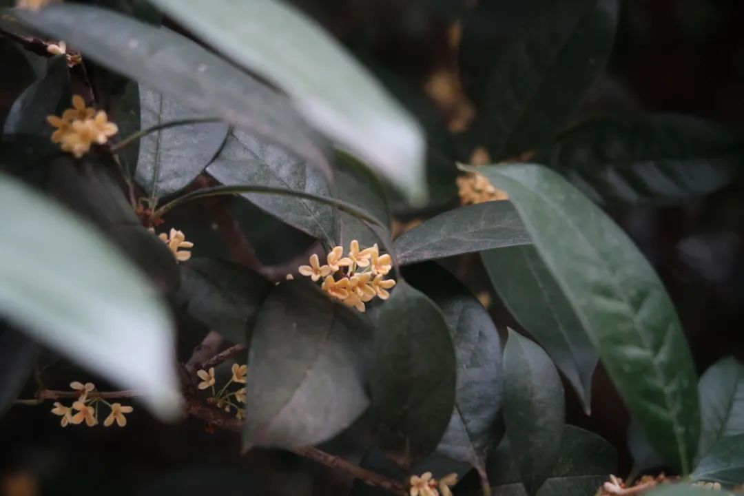 一夜秋凉，风里有了桂花的味道