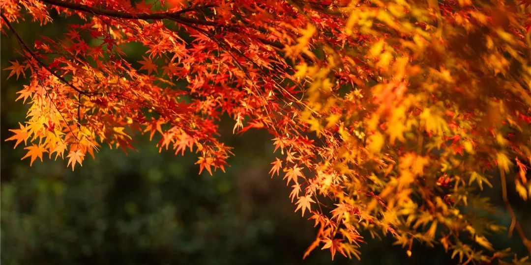 2021木渎秋冬赏景指南