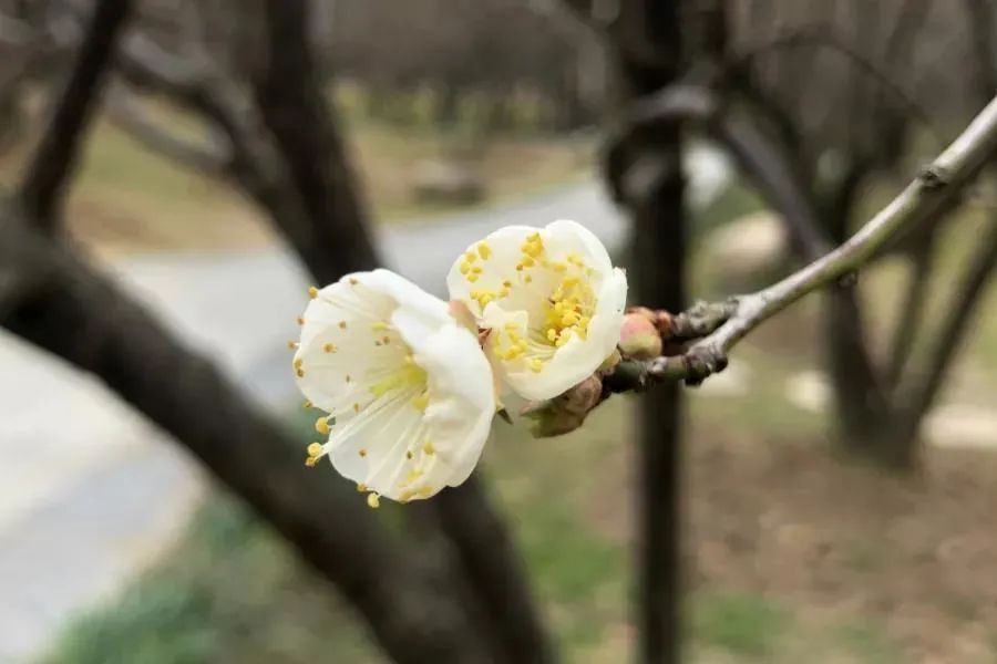 腊八节，万事“粥”全，遇见“梅”好！