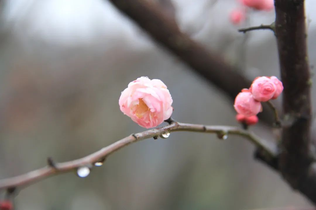 “香”约吴中，遇见“梅”好！