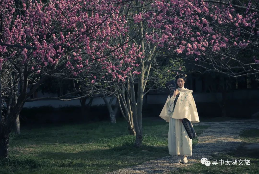 又到梅花盛开时！这些地方梅香怡人！