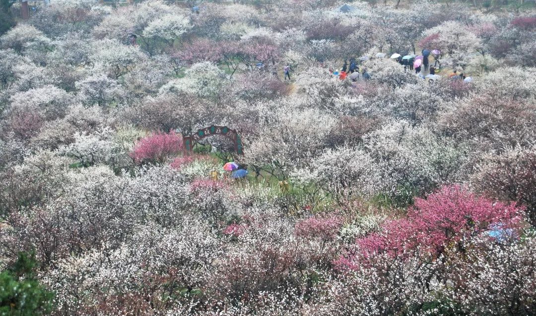 又到梅花盛开时！这些地方梅香怡人！