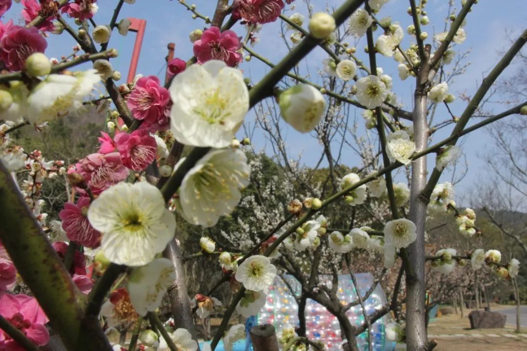 又到梅花盛开时！这些地方梅香怡人！