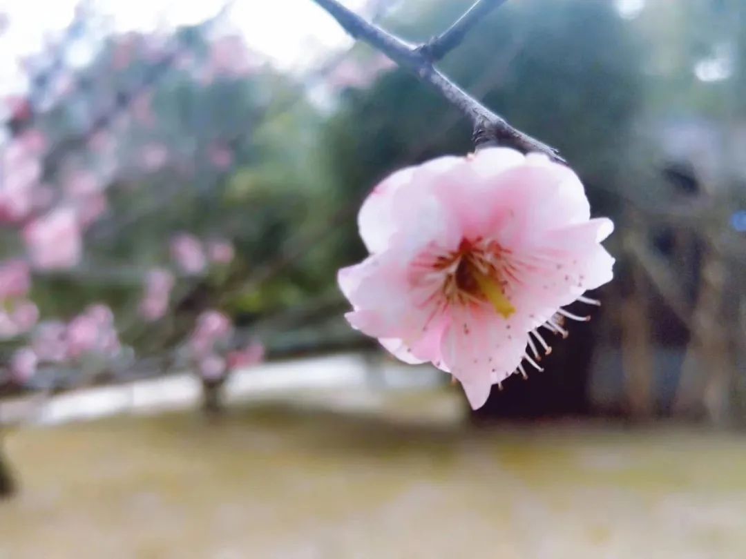 又到梅花盛开时！这些地方梅香怡人！