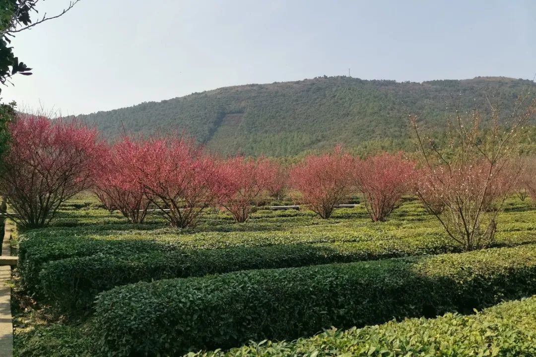 又到梅花盛开时！这些地方梅香怡人！