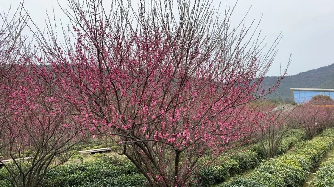 又到梅花盛开时！这些地方梅香怡人！