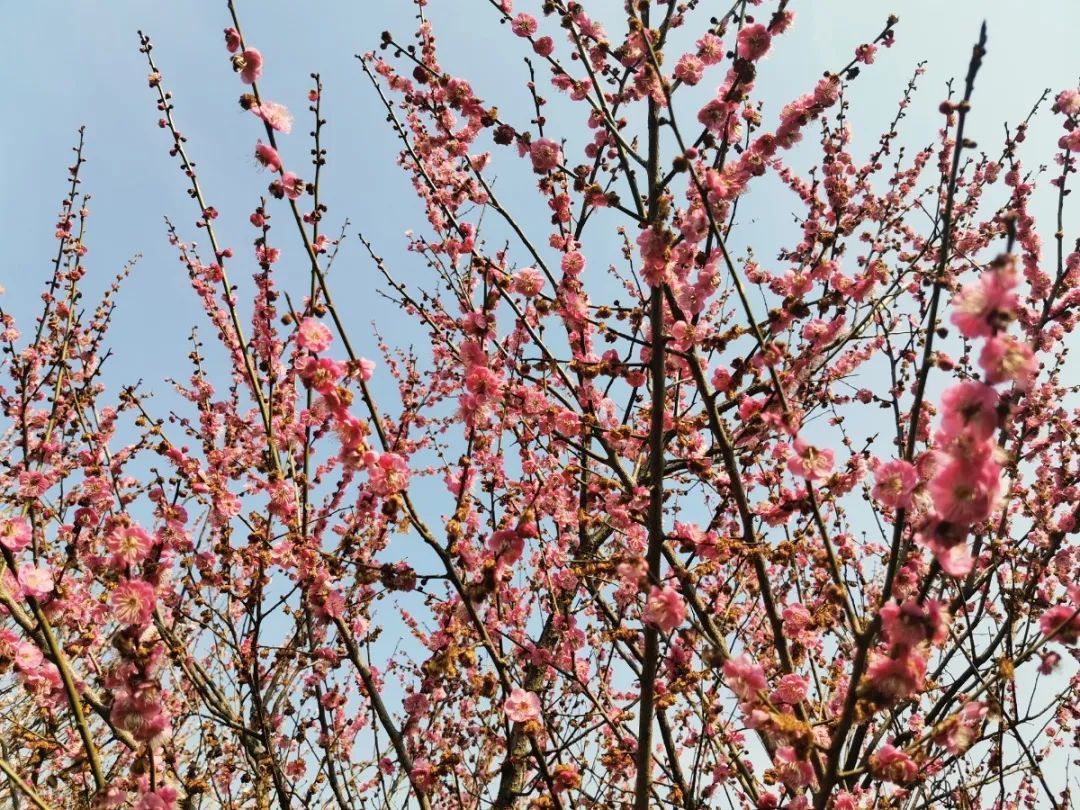 又到梅花盛开时！这些地方梅香怡人！