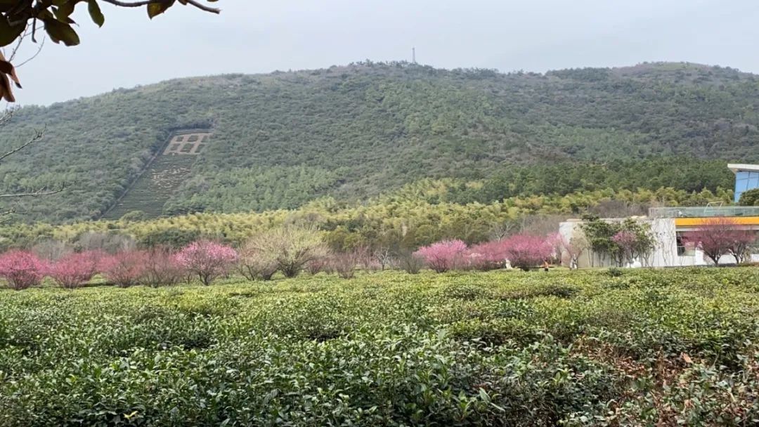 又到梅花盛开时！这些地方梅香怡人！