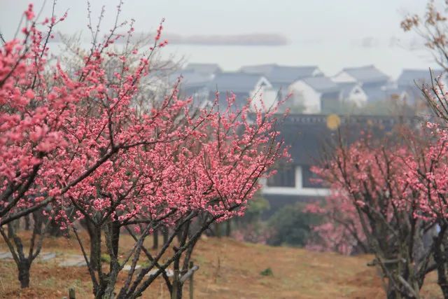 又到梅花盛开时！这些地方梅香怡人！