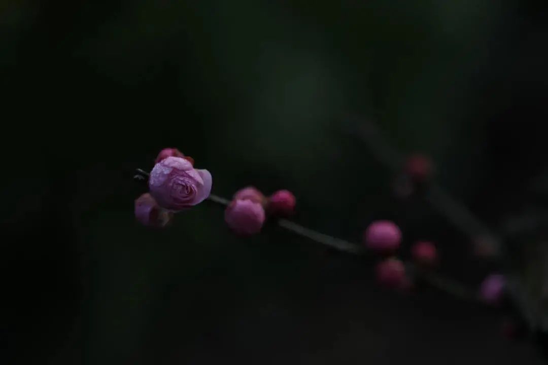 又到梅花盛开时！这些地方梅香怡人！