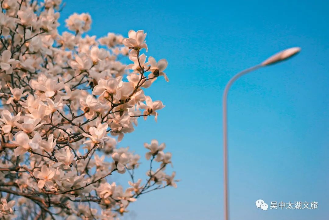 吴中春天的颜色，在线看个遍~