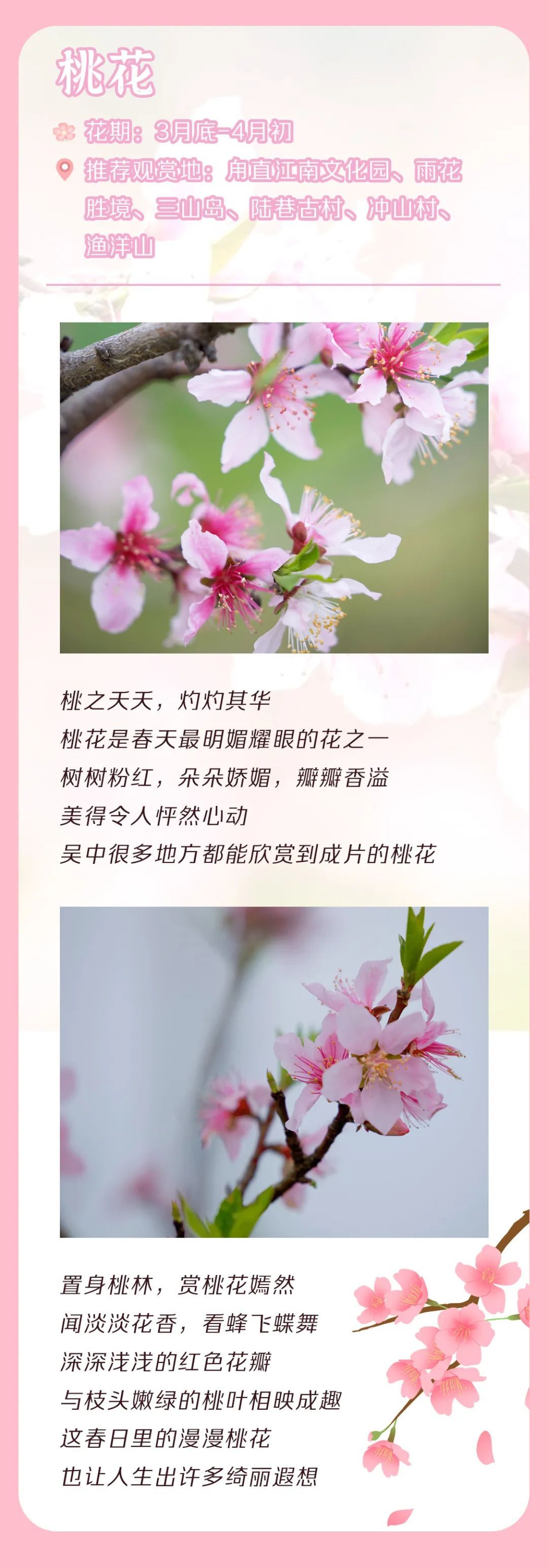 吴中花花图鉴.jpg