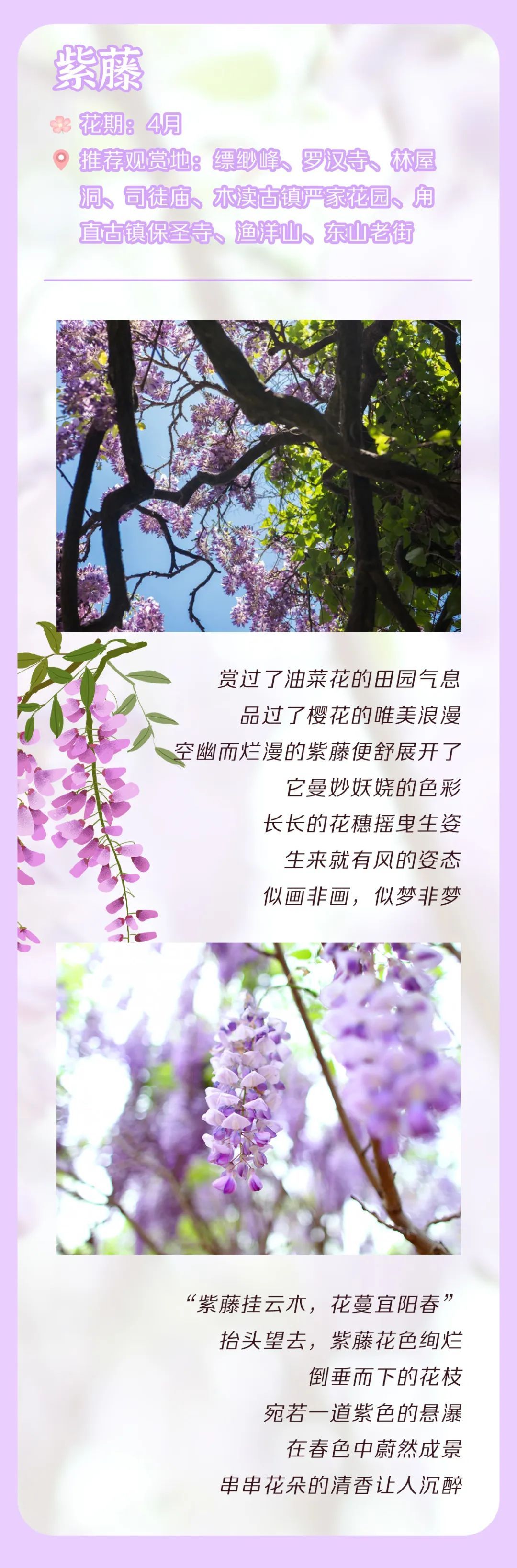 吴中花花图鉴.jpg