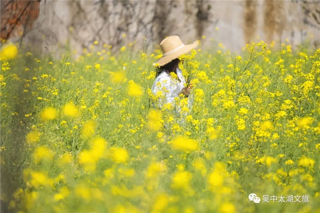 油菜花开！送你一个金黄色的春天！