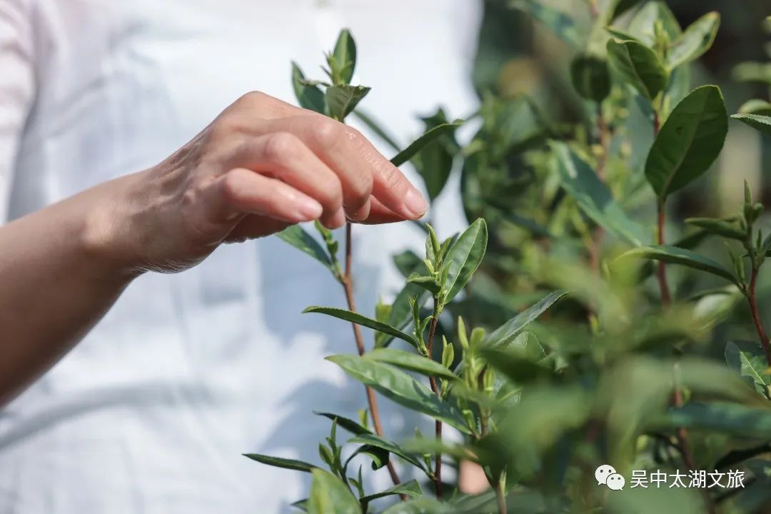 待疫散，一起追逐诗意的春天！