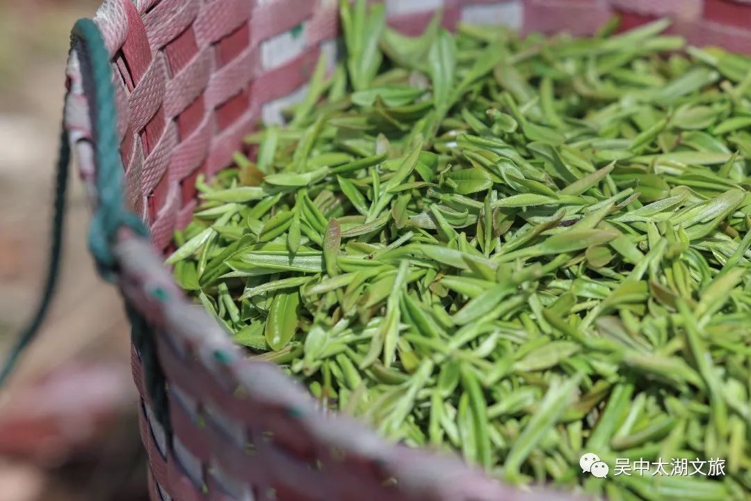 待疫散，一起追逐诗意的春天！