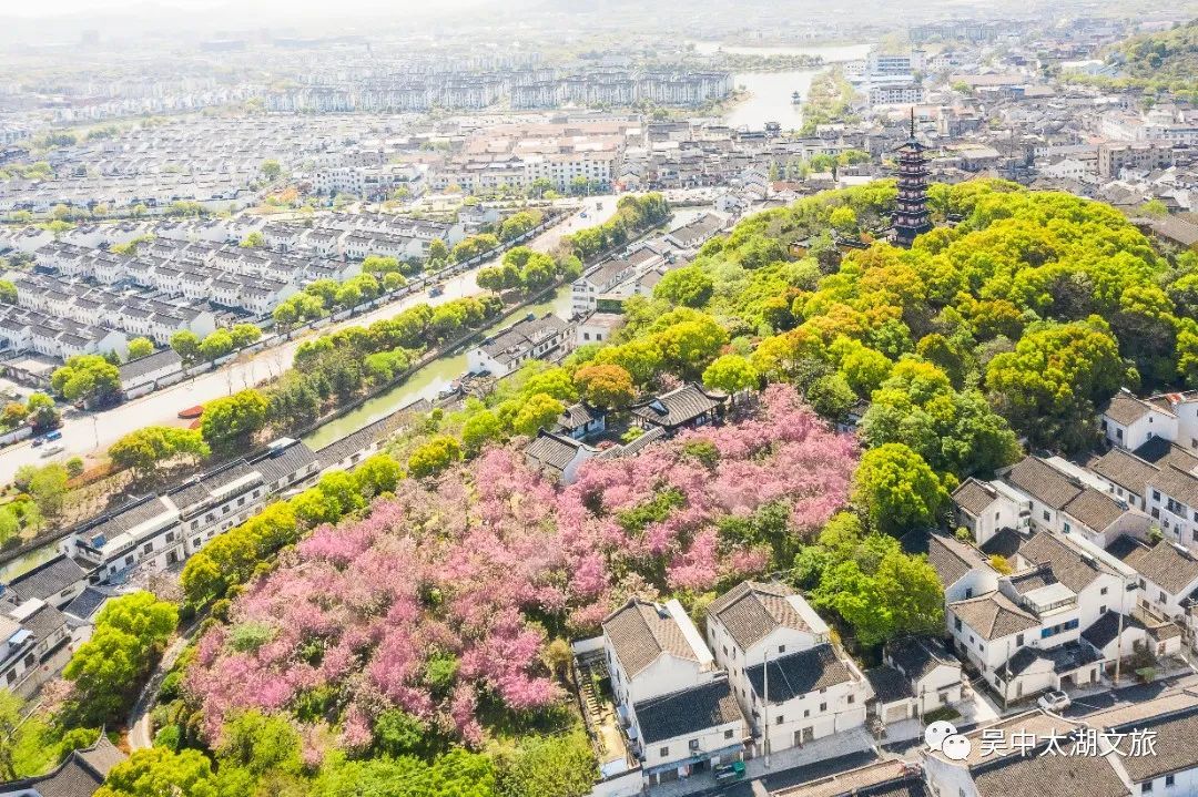 美图来袭！云赏晚樱，花开成海！