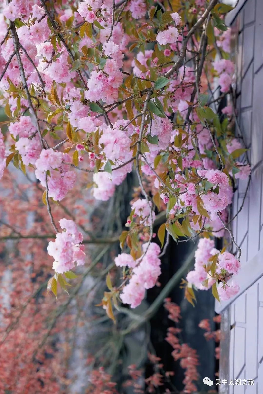 美图来袭！云赏晚樱，花开成海！