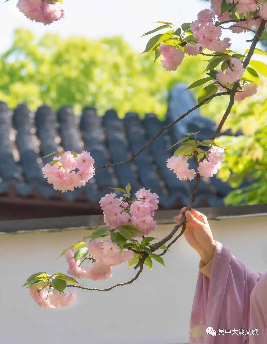 美图来袭！云赏晚樱，花开成海！