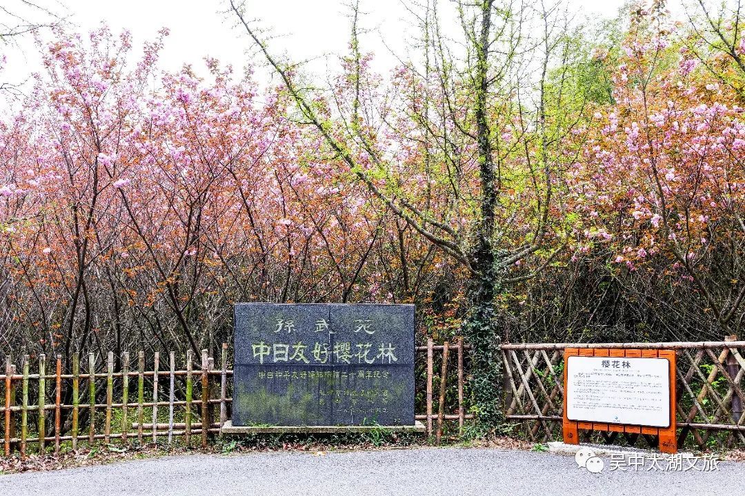 美图来袭！云赏晚樱，花开成海！