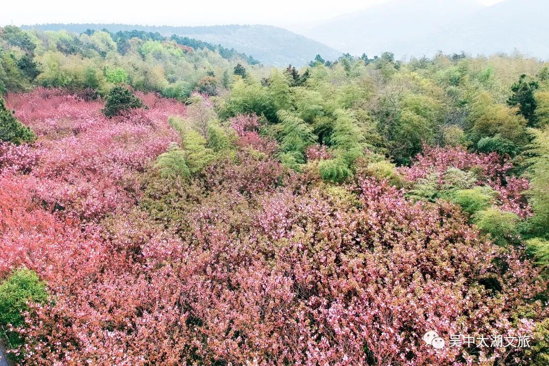 美图来袭！云赏晚樱，花开成海！