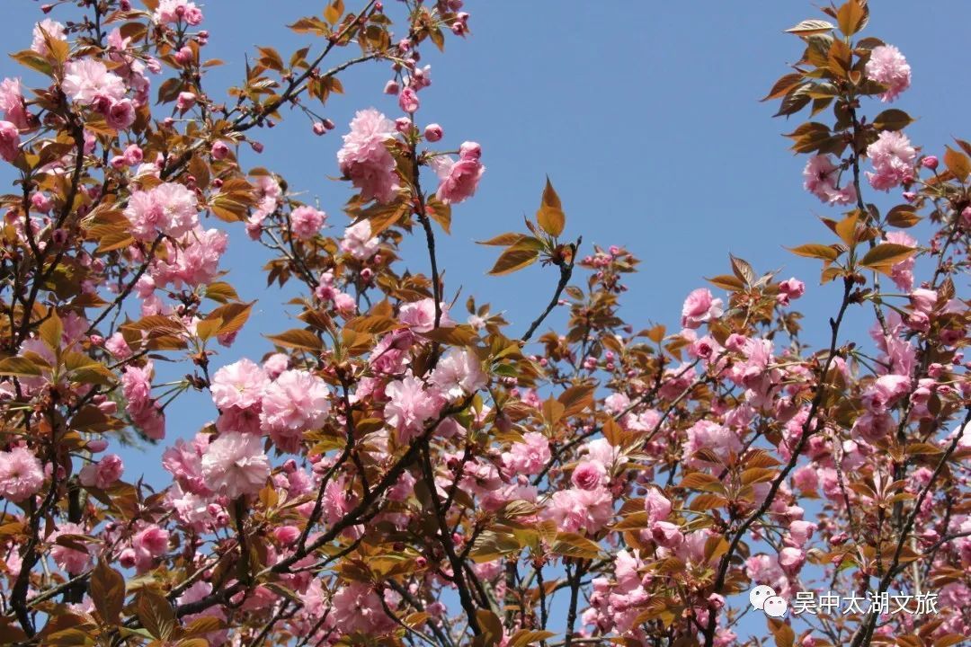 美图来袭！云赏晚樱，花开成海！