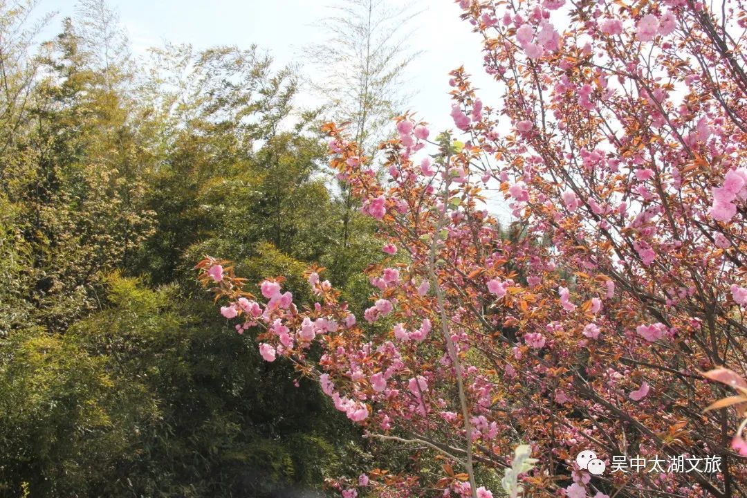 美图来袭！云赏晚樱，花开成海！