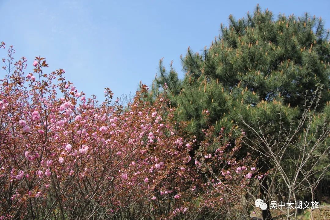 美图来袭！云赏晚樱，花开成海！