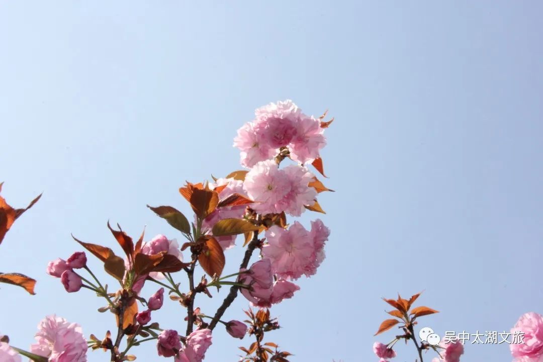 美图来袭！云赏晚樱，花开成海！