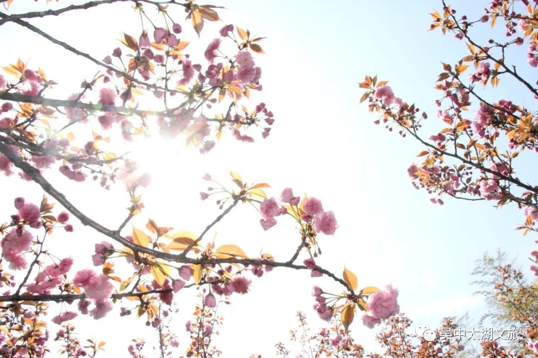 美图来袭！云赏晚樱，花开成海！