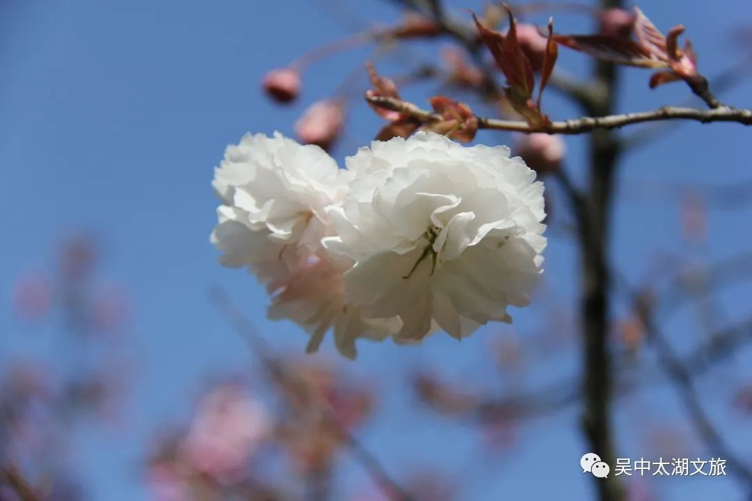 美图来袭！云赏晚樱，花开成海！