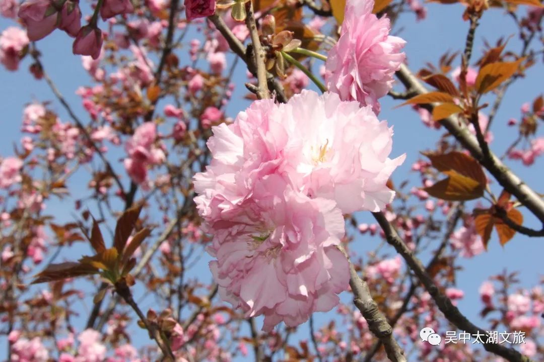 美图来袭！云赏晚樱，花开成海！